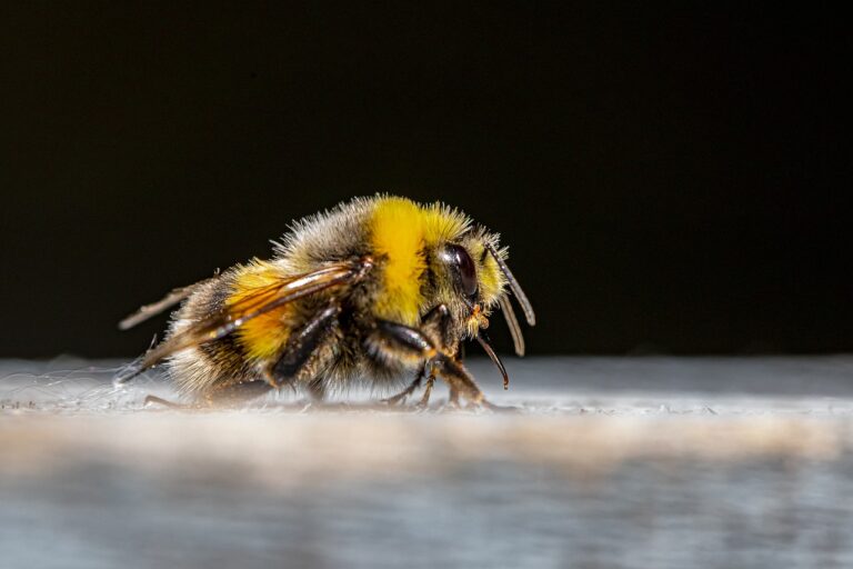 Veldhommel