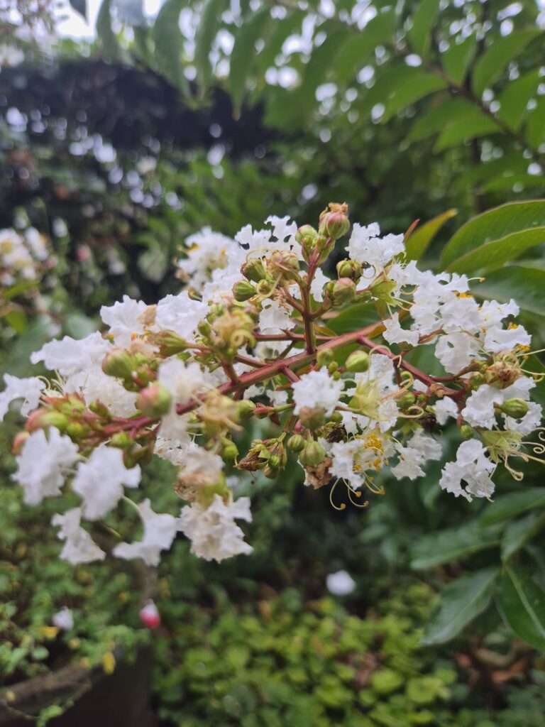Zevenzonen boom