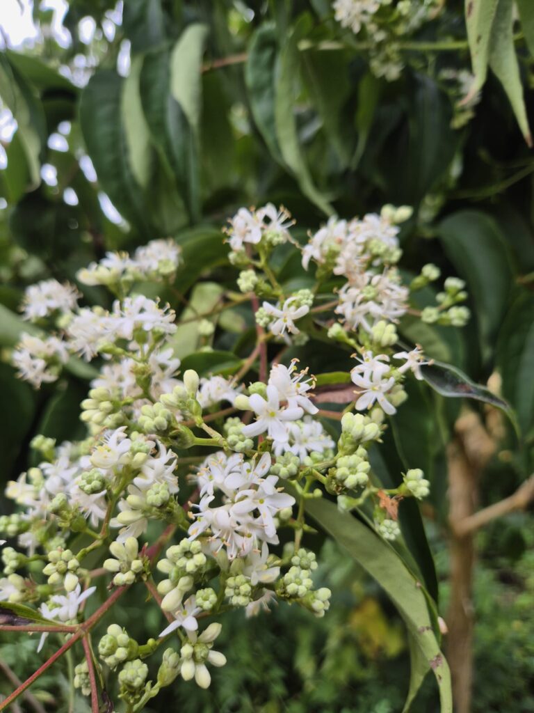 7zonenboom